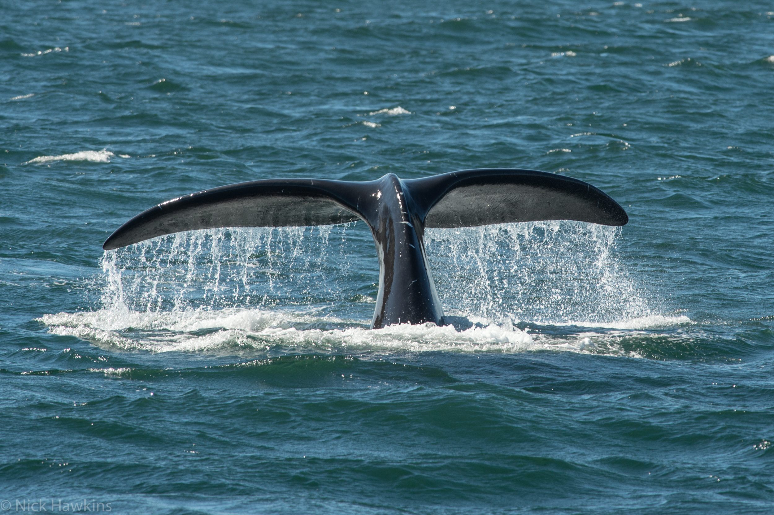 North Atlantic right whale