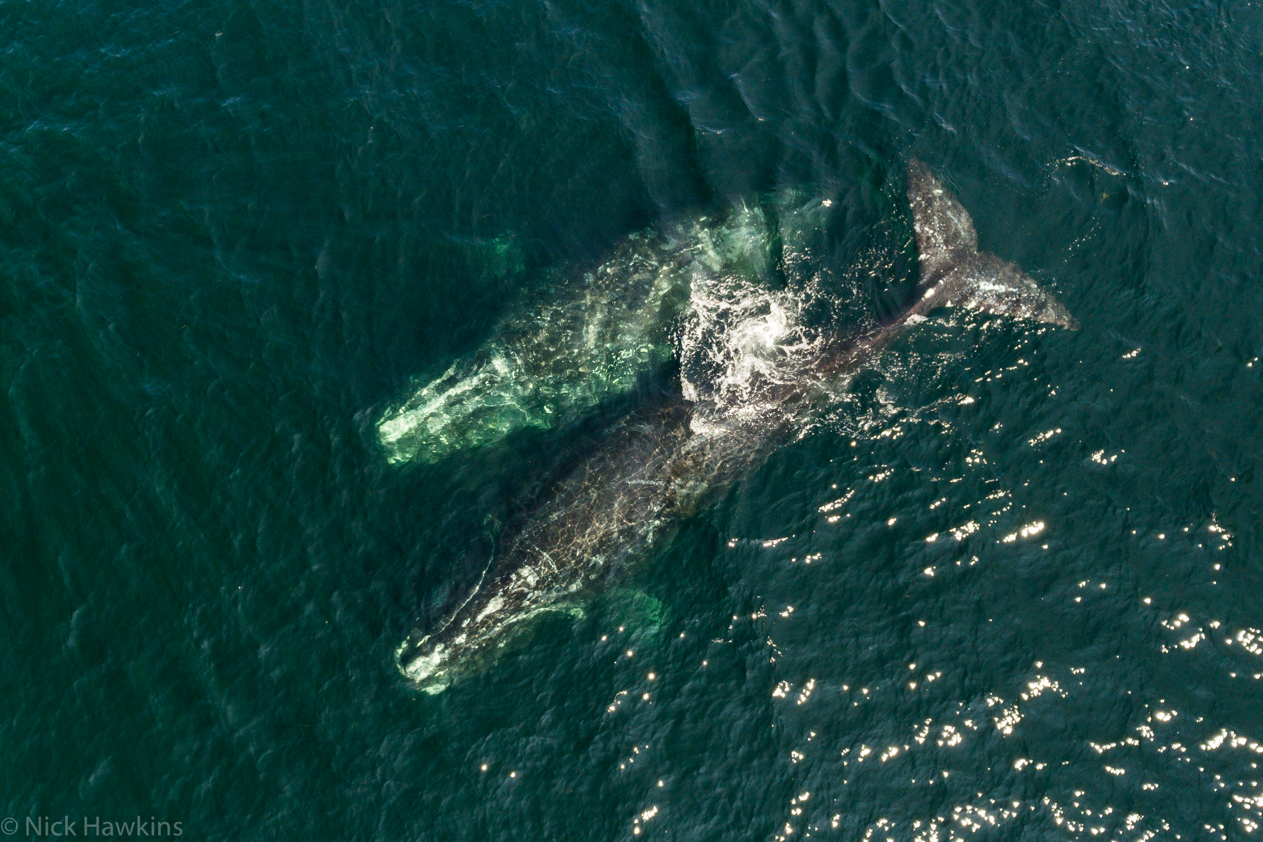 North Atlantic right whales