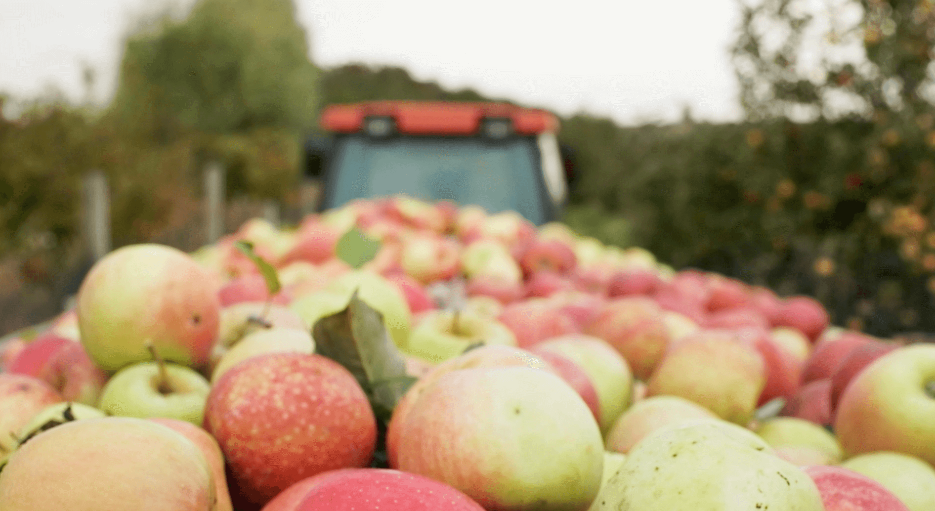 Apple orchard view from the back of a tractor full of apples
